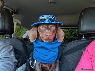 Miniature Dachshund dogs - Advert 1