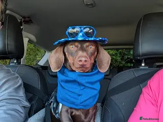 Miniature Dachshund dogs Miniature Dachshund Stud dog - Advert 24