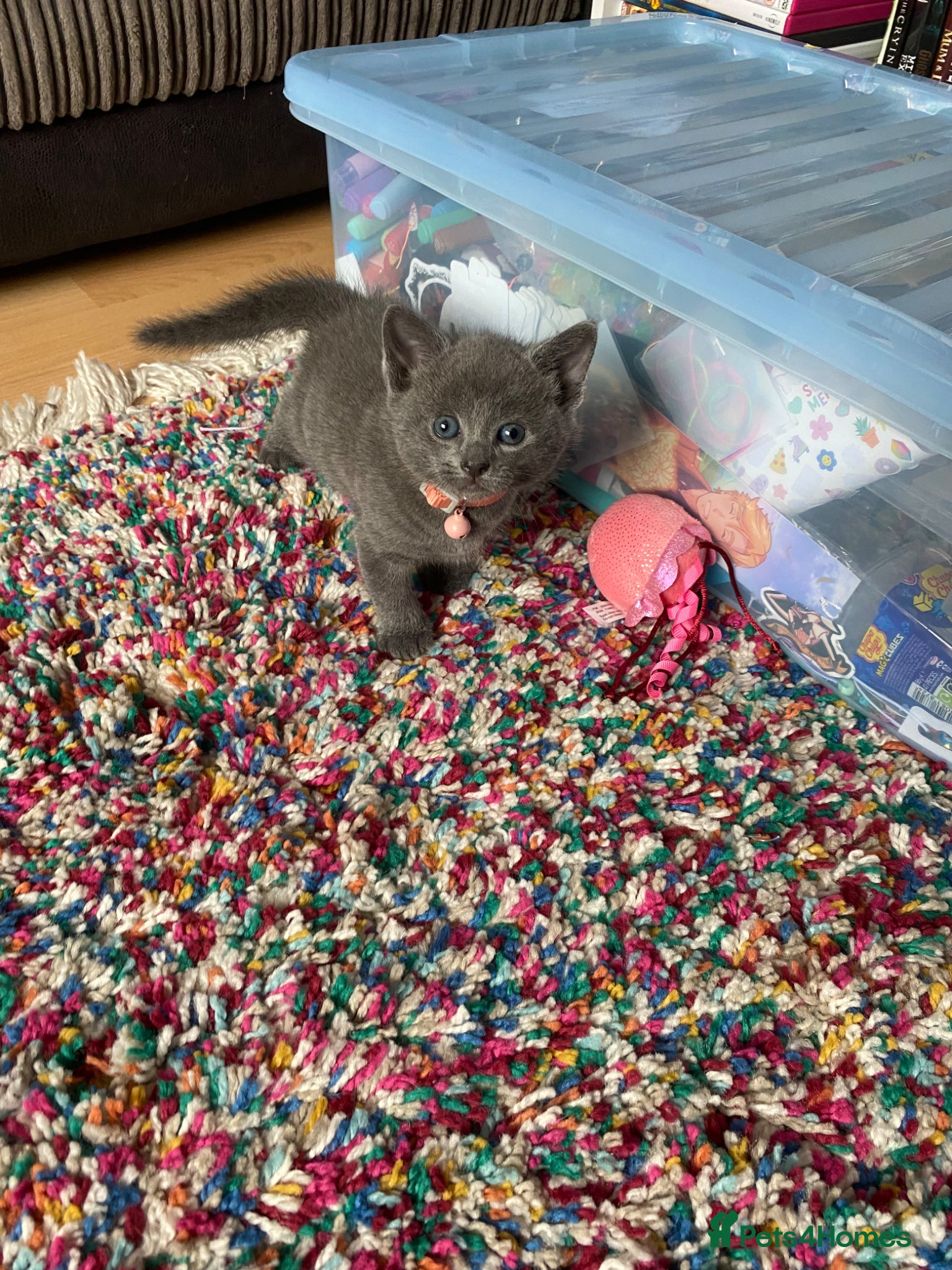 Domestic Shorthair cats for sale: Beautiful grey, grey/ginger & grey/white kittens - Advert 3
