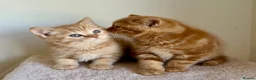 British Shorthair cats for sale: Two red BSH boys - Advert 6