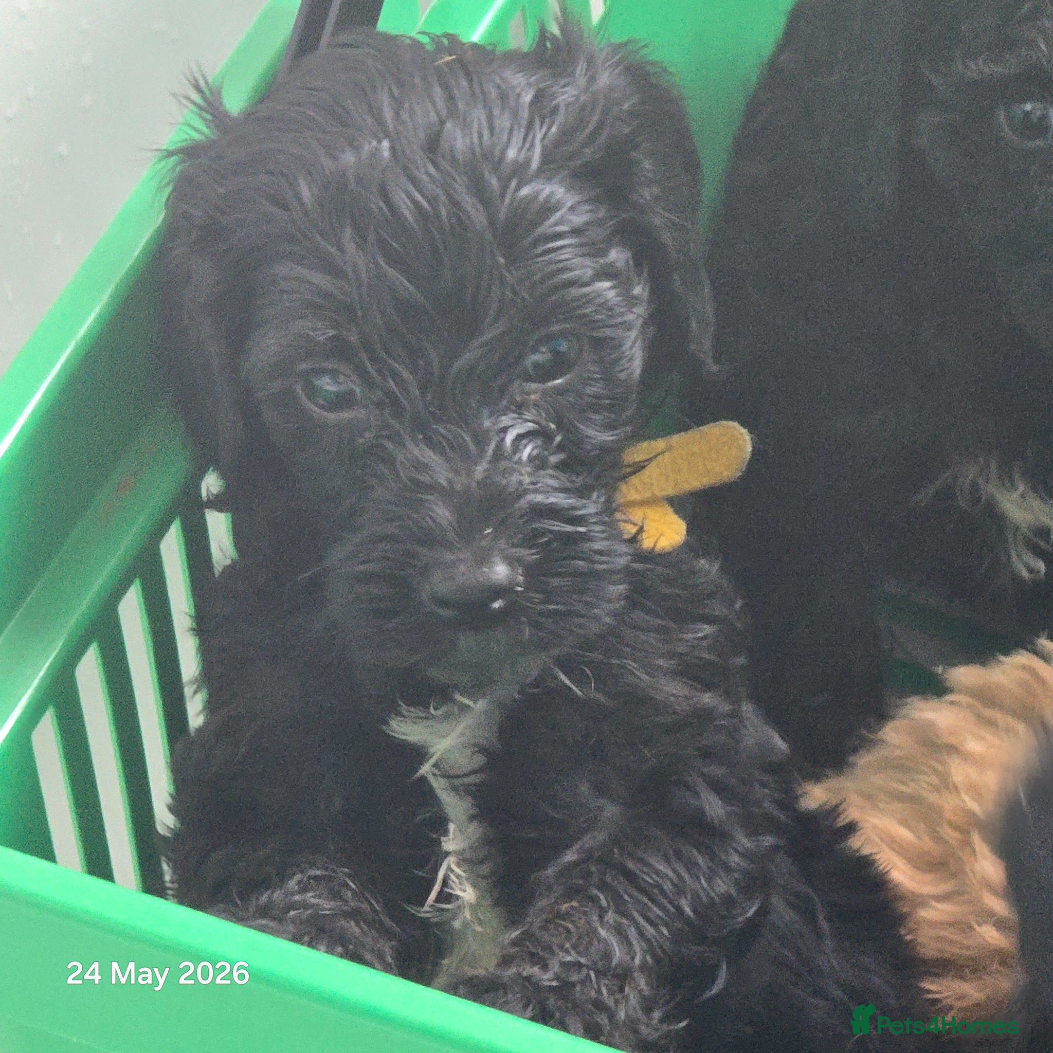 Mixed Breed dogs for sale: Cockapoo/ yorkiepoo mix in Saint Leonards-on-sea - Advert 8