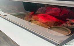 Bearded Dragon reptiles for sale: Red beaded dragon  - Image 2