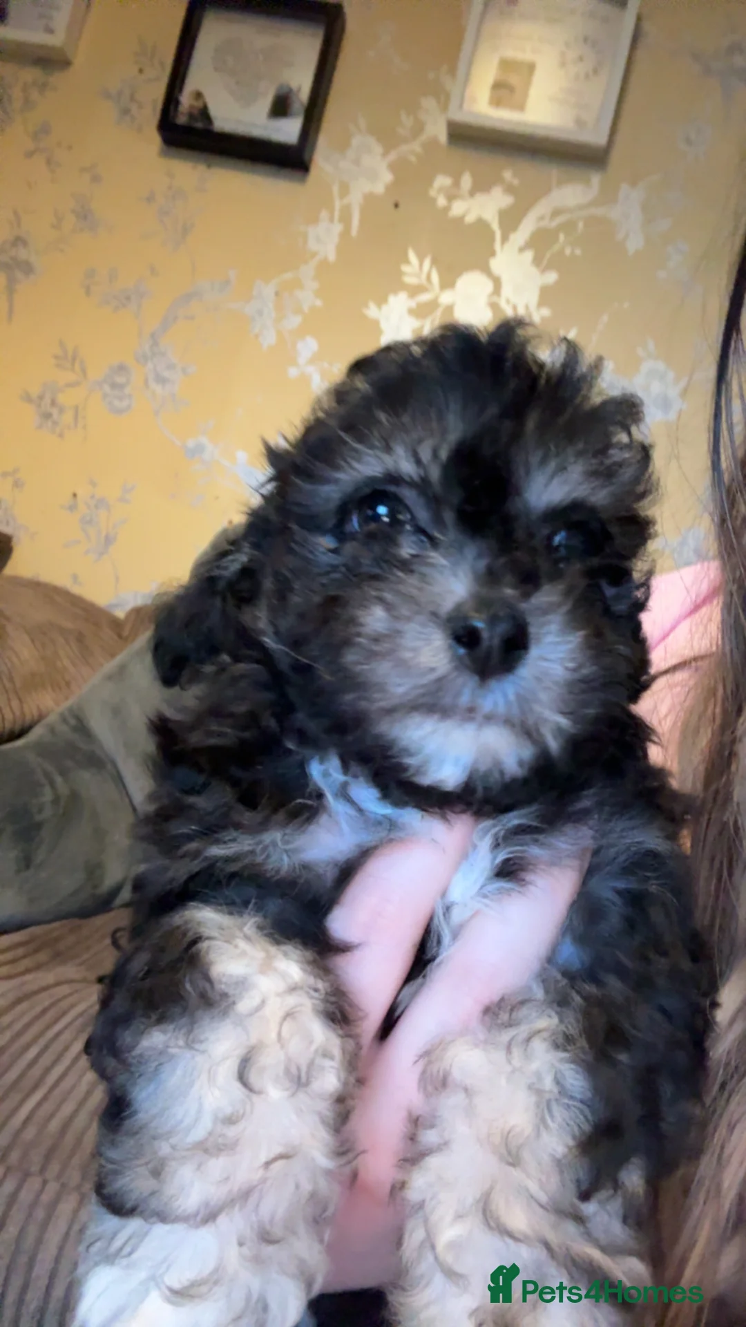 Mixed Breed dogs for sale: Stunning Chinese Crested X Shih Tzu - Advert 3