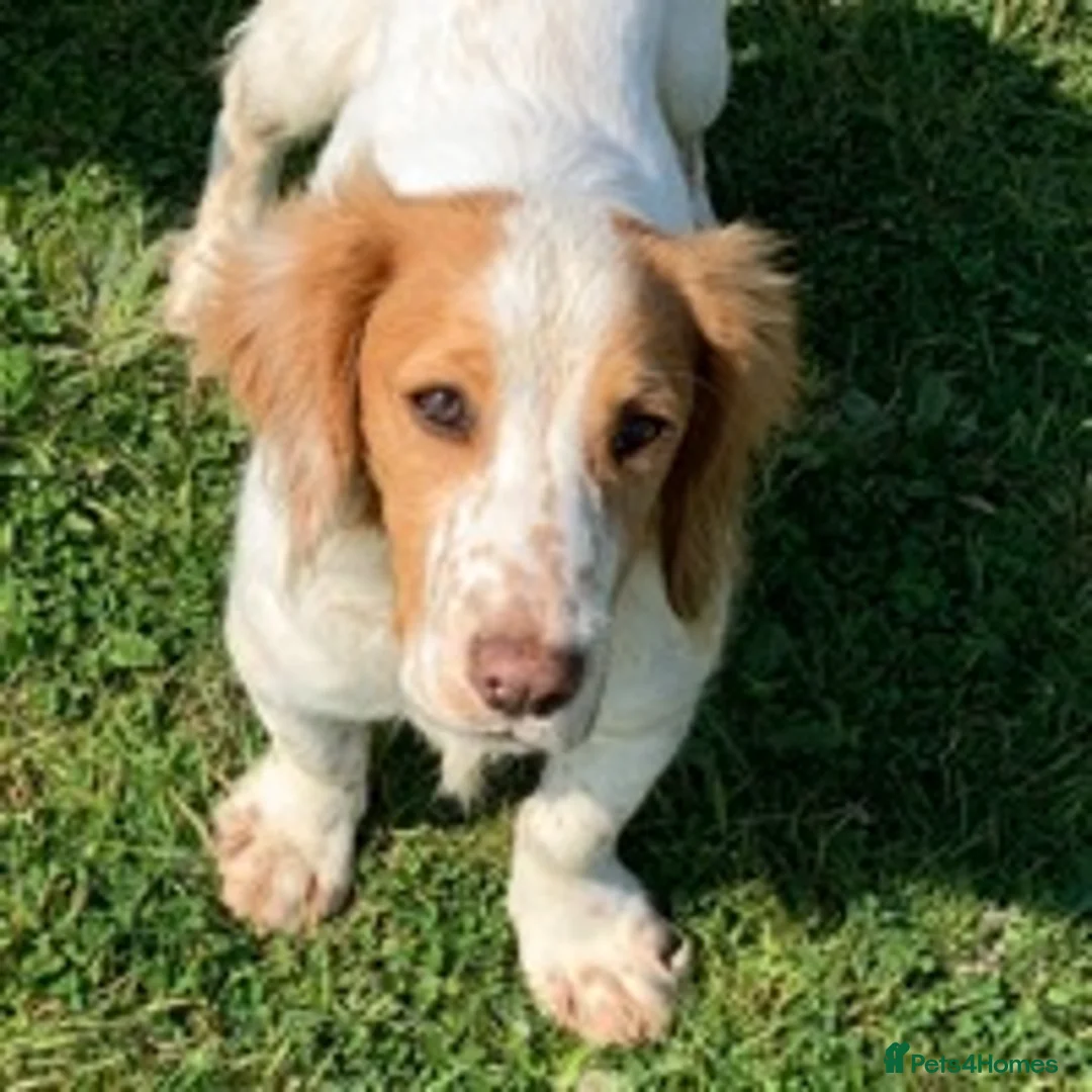 Cocker Spaniel dogs for stud: ACE STANDING AT STUD in Southampton - Advert 7