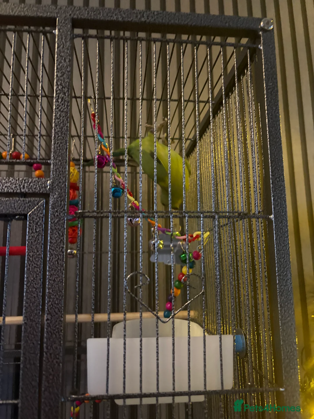 Ringnecks birds for sale: Indian ring neck  - Advert 6