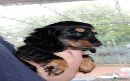 Miniature Dachshund dogs for sale: Black cream and black tan  - Image 10