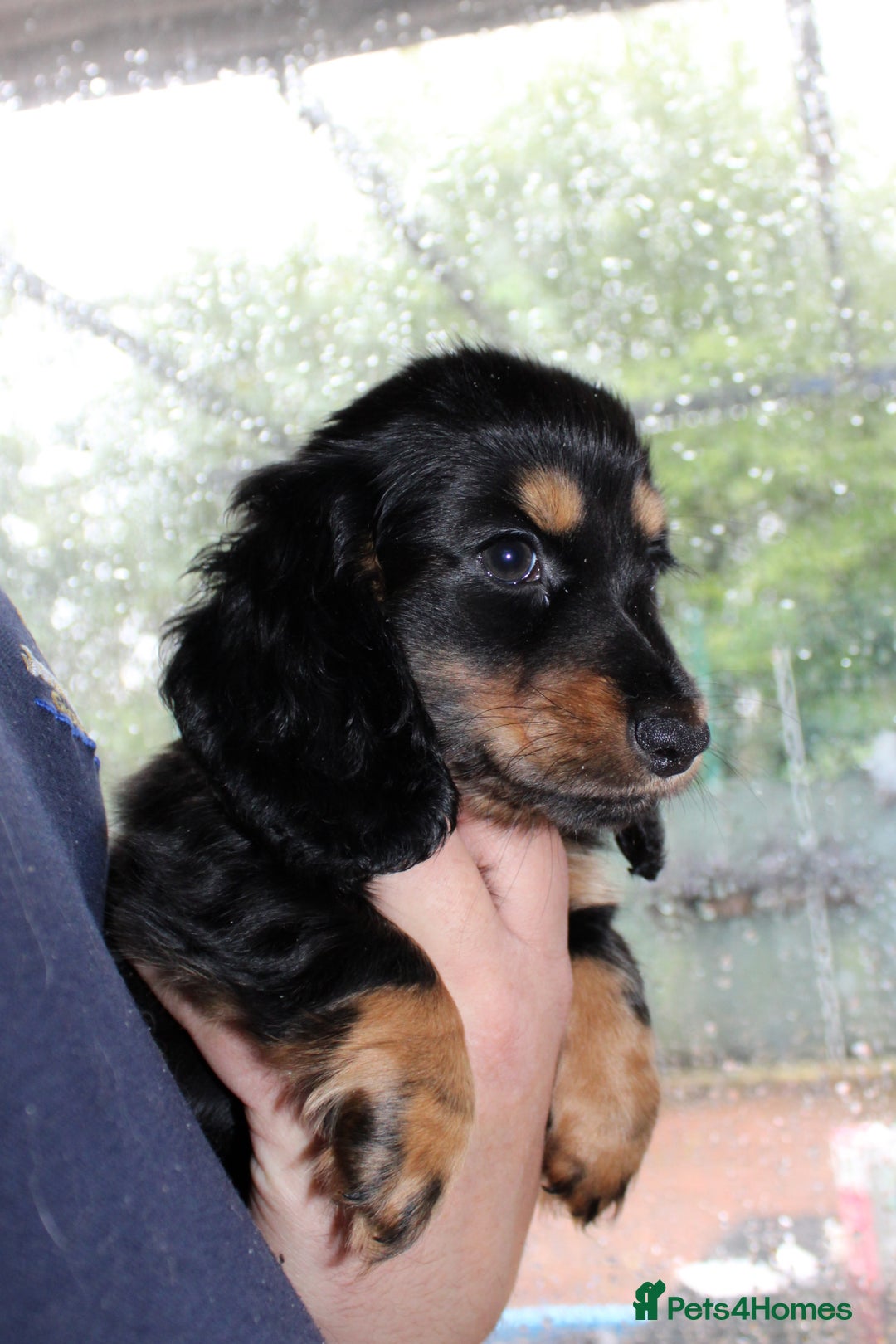Miniature Dachshund dogs for sale: Black cream and black tan  - Image 10