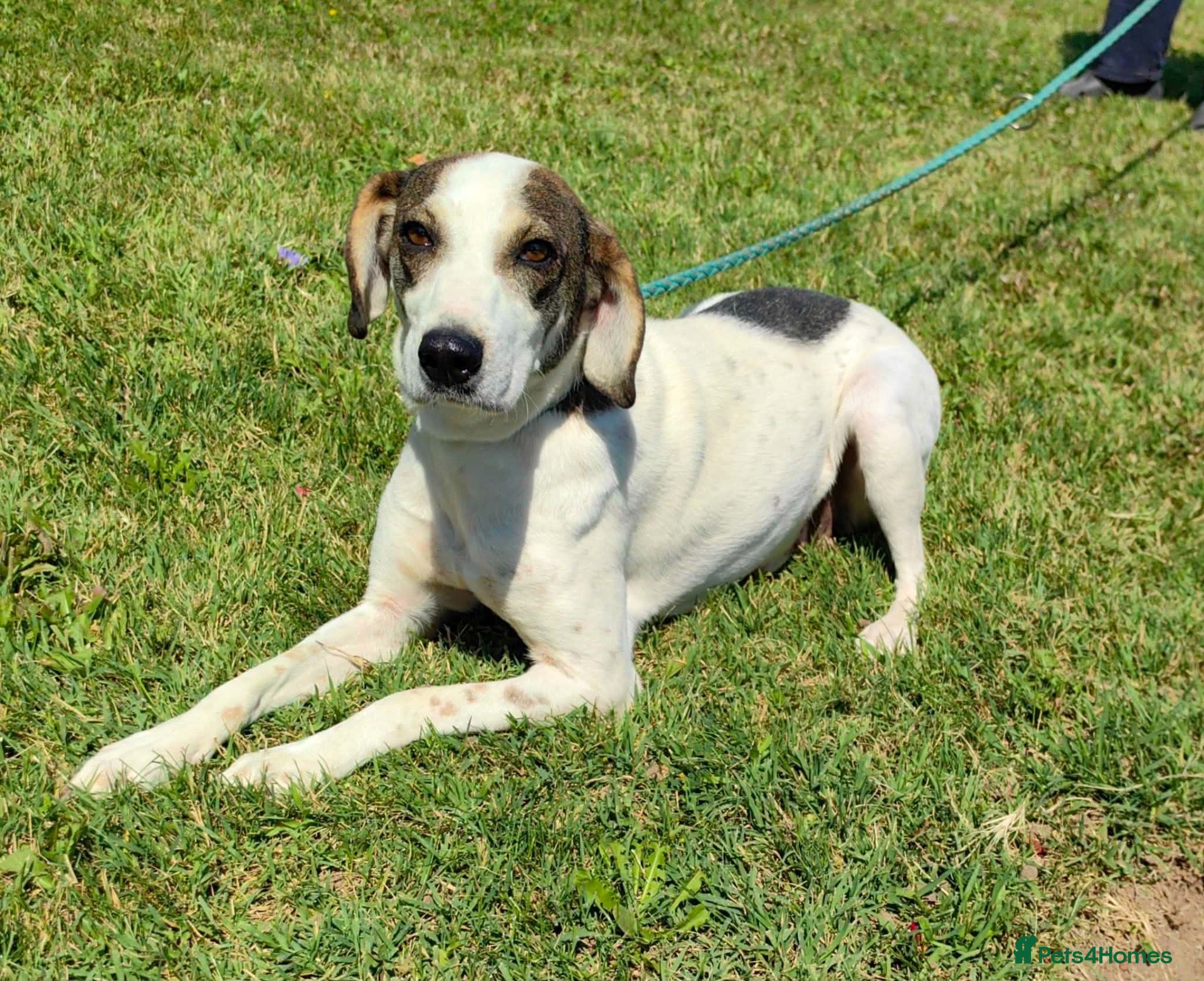 Mixed Breed dogs Our lovely Elsie is looking for her forever home - Advert 1