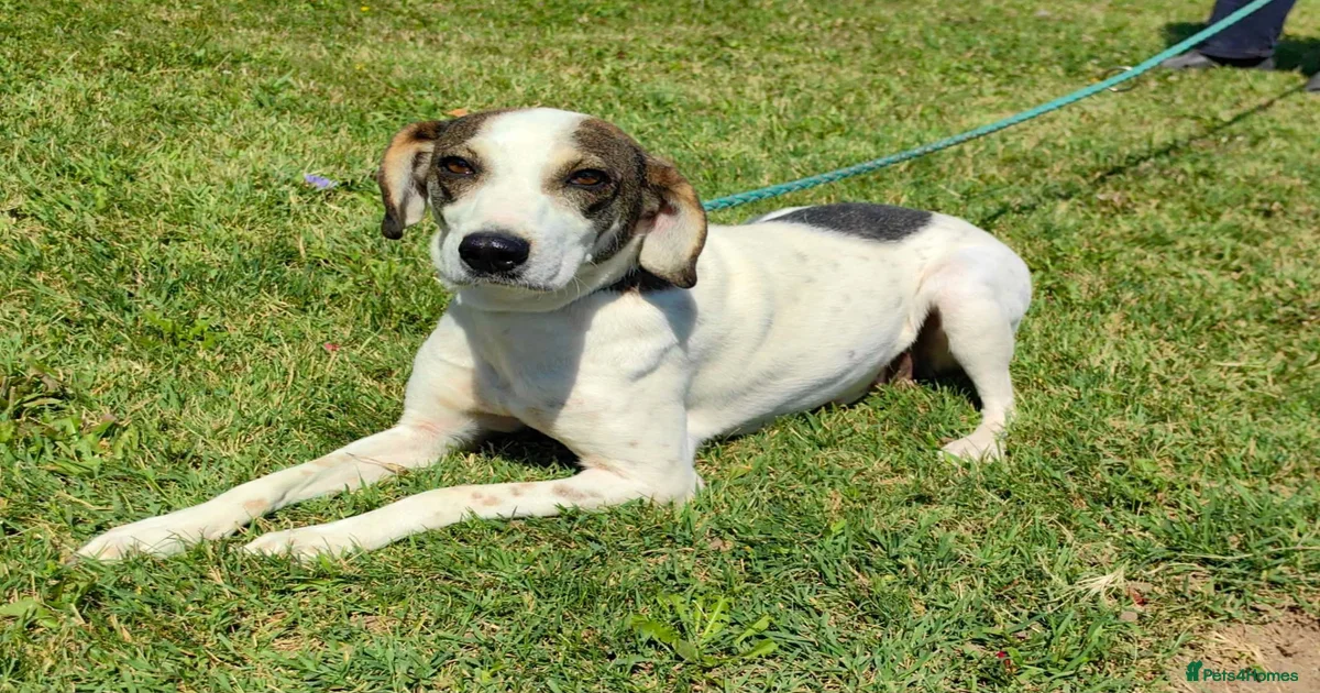 Dogs for adoption in Torquay, Devon | Pets4Homes