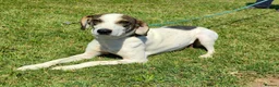 Mixed Breed dogs for adoption: Our lovely Elsie is looking for her forever home - Advert 1