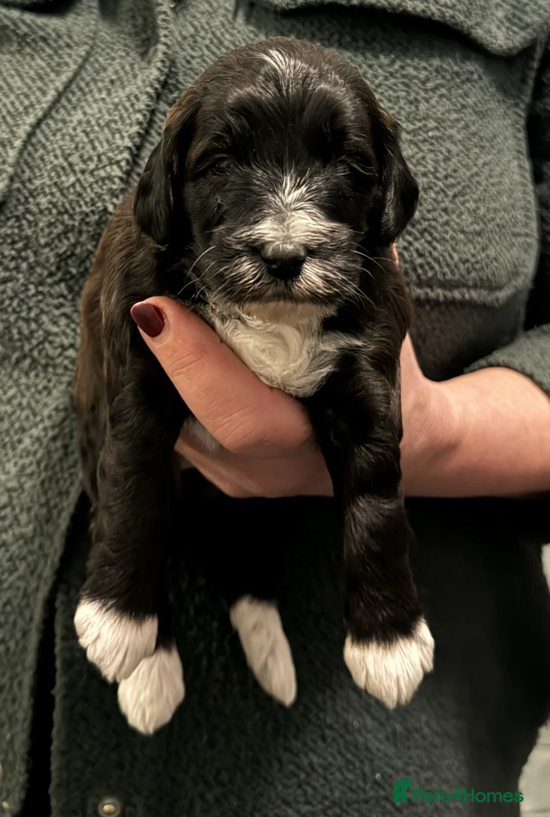 Bordoodle dogs for sale: Quality Miniature F1b Bordoodles  - Advert 7