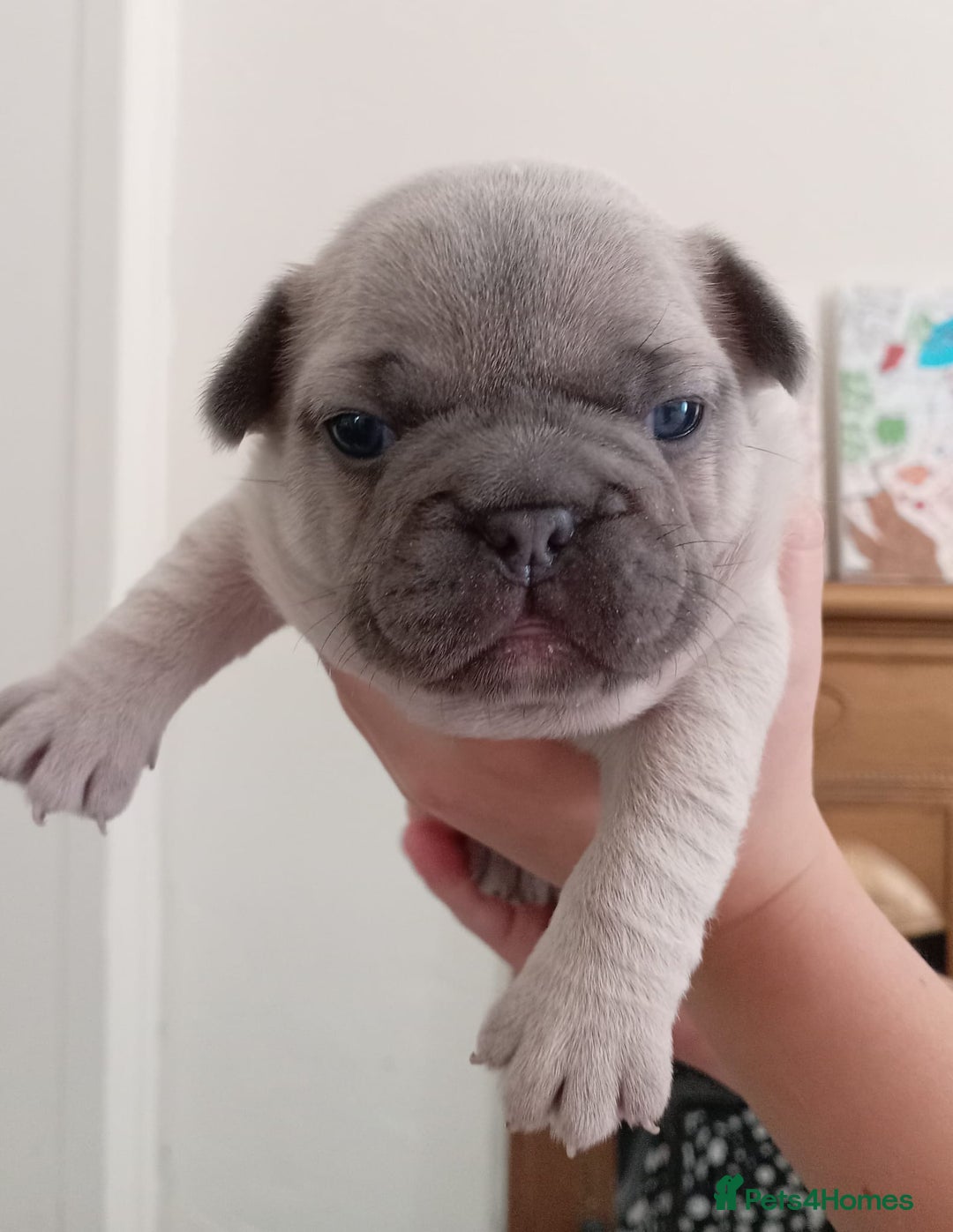 French Bulldog dogs for sale: Platinum cream velvet french bulldogpup 4 week old - Image 10