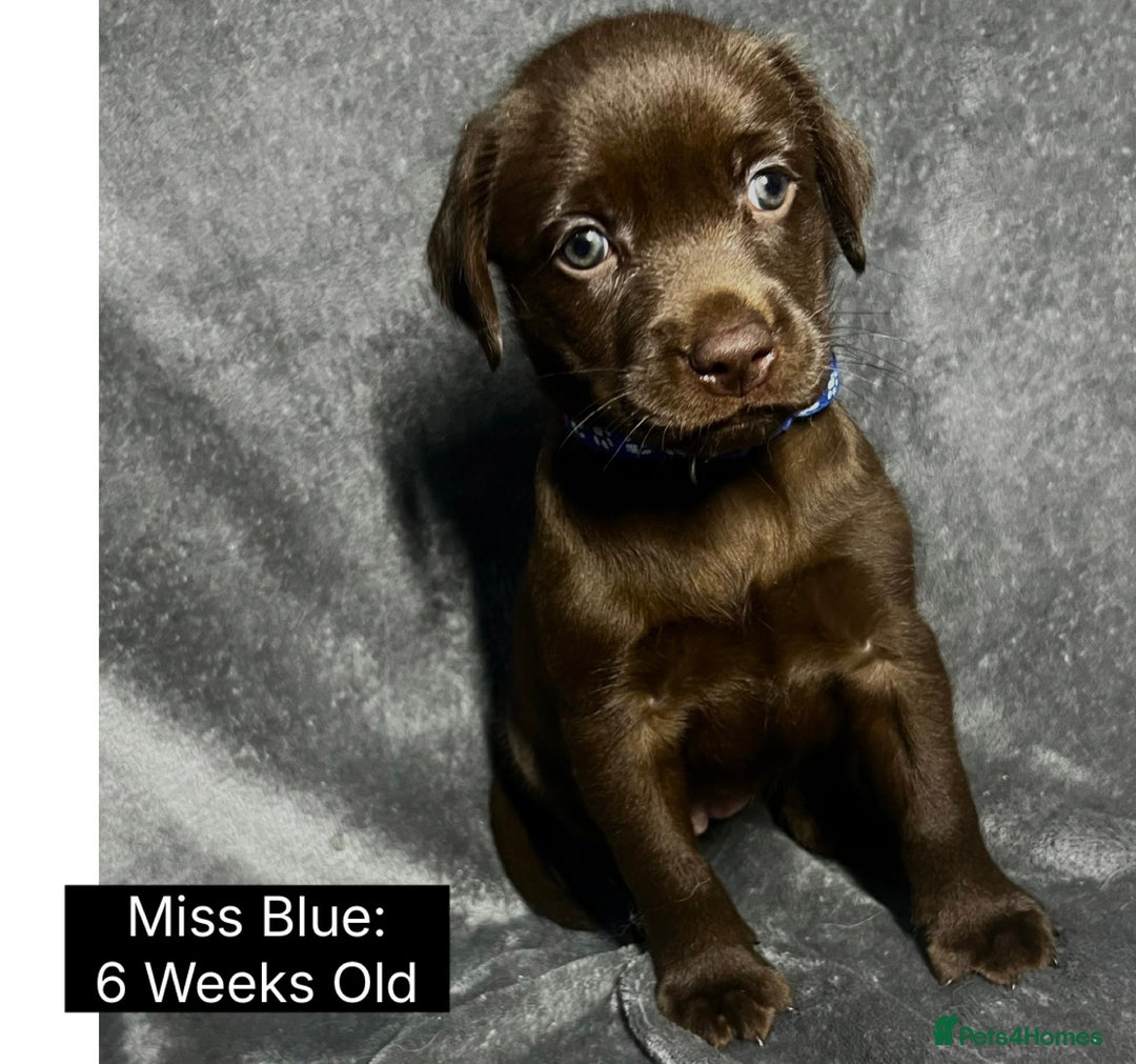 Labrador Retriever dogs for sale: 🖤🤎Superb, Kc Reg, Health Tested, Lab Pups🤎🖤 - Advert 33