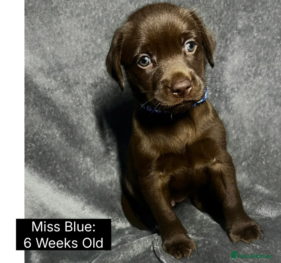 Labrador Retriever dogs for sale: 🖤🤎Superb, Kc Reg, Health Tested, Lab Pups🤎🖤 - Advert 33