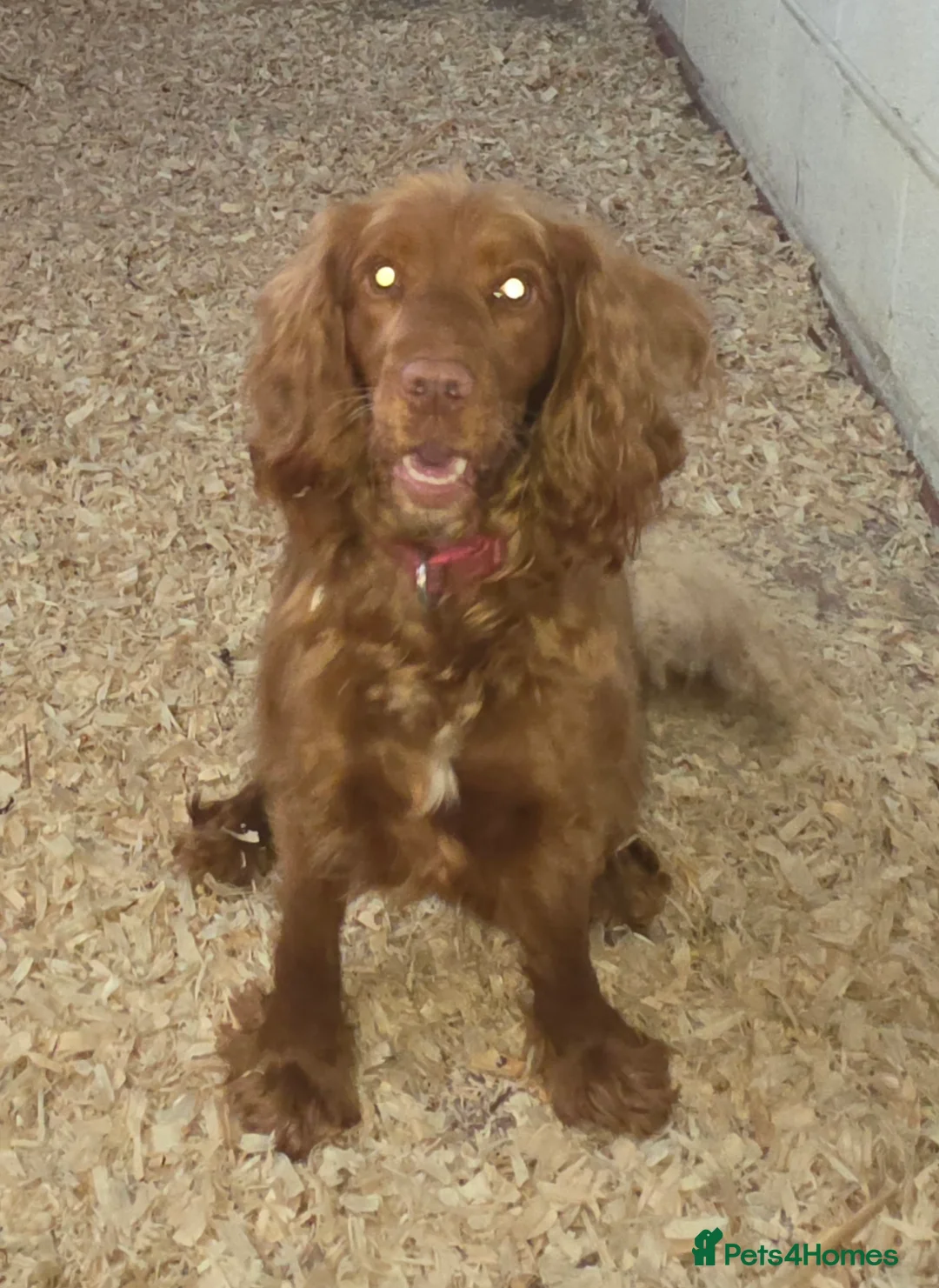 Cocker Spaniel dogs for sale: 2 year old Cocker Spaniel  - Advert 2