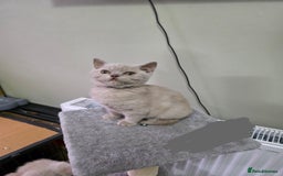 British Shorthair cats for sale: Beautiful British shorthair kittens - Image 18