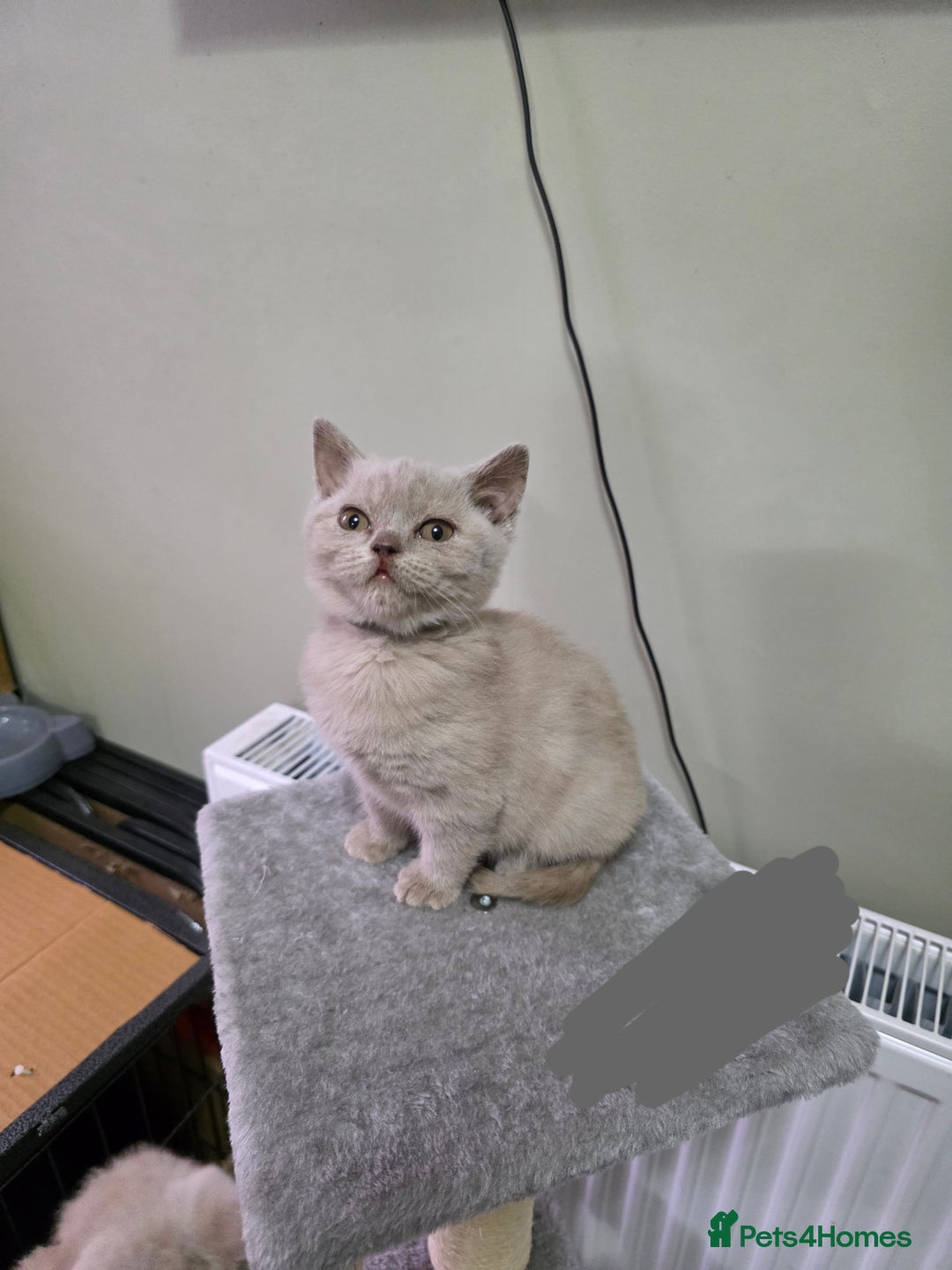 British Shorthair cats for sale: Beautiful British shorthair kittens - Image 18