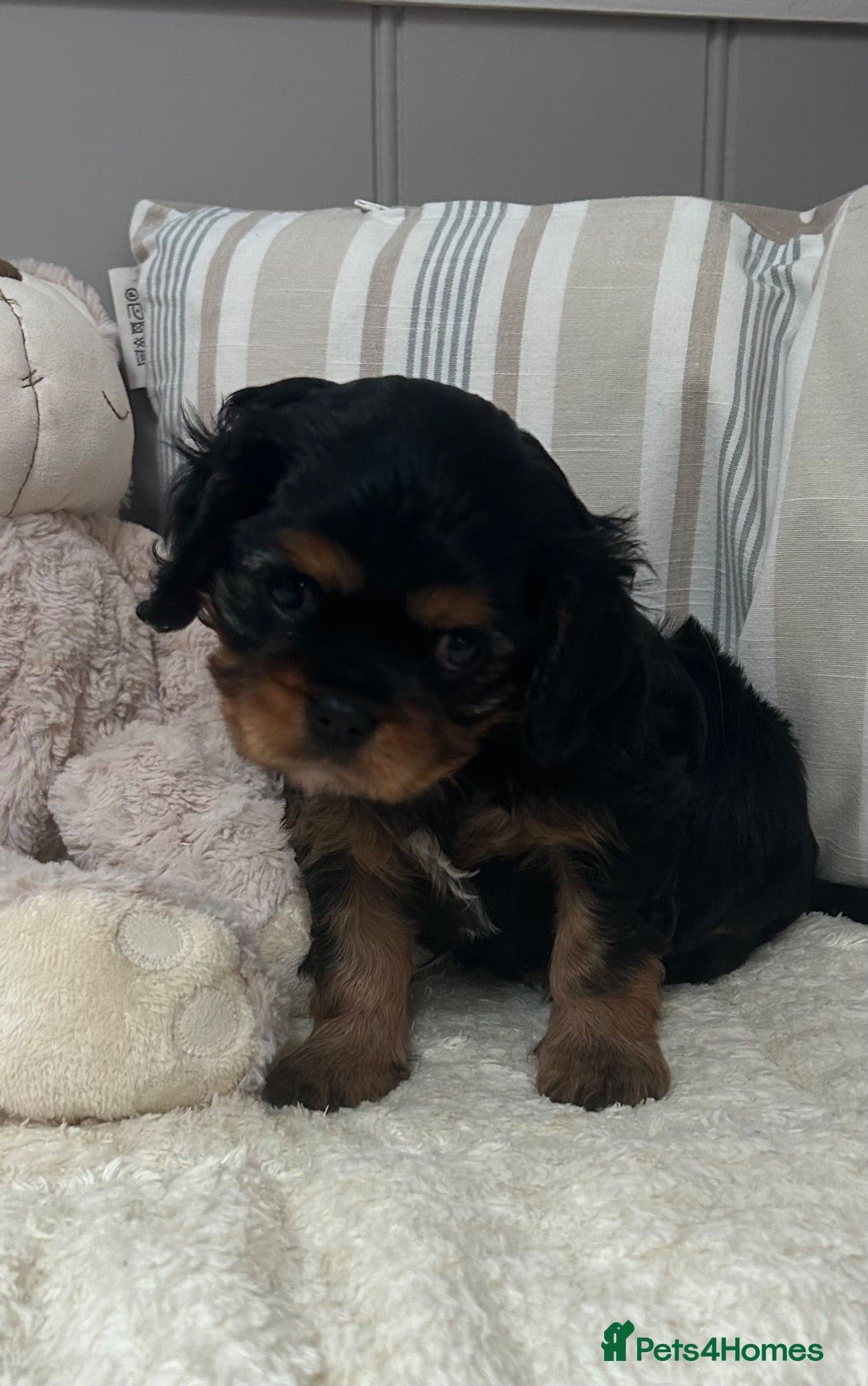 Cavalier King Charles Spaniel dogs Kc Reg’d, health tested female Cavalier pups - Advert 2