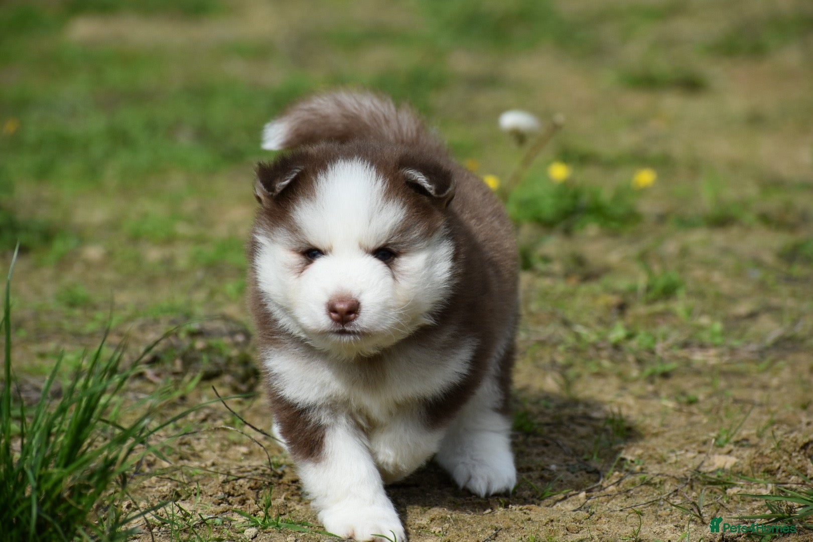 Pomsky dogs Genuine Celtic Star F3 Pomskies Available  - Advert 1