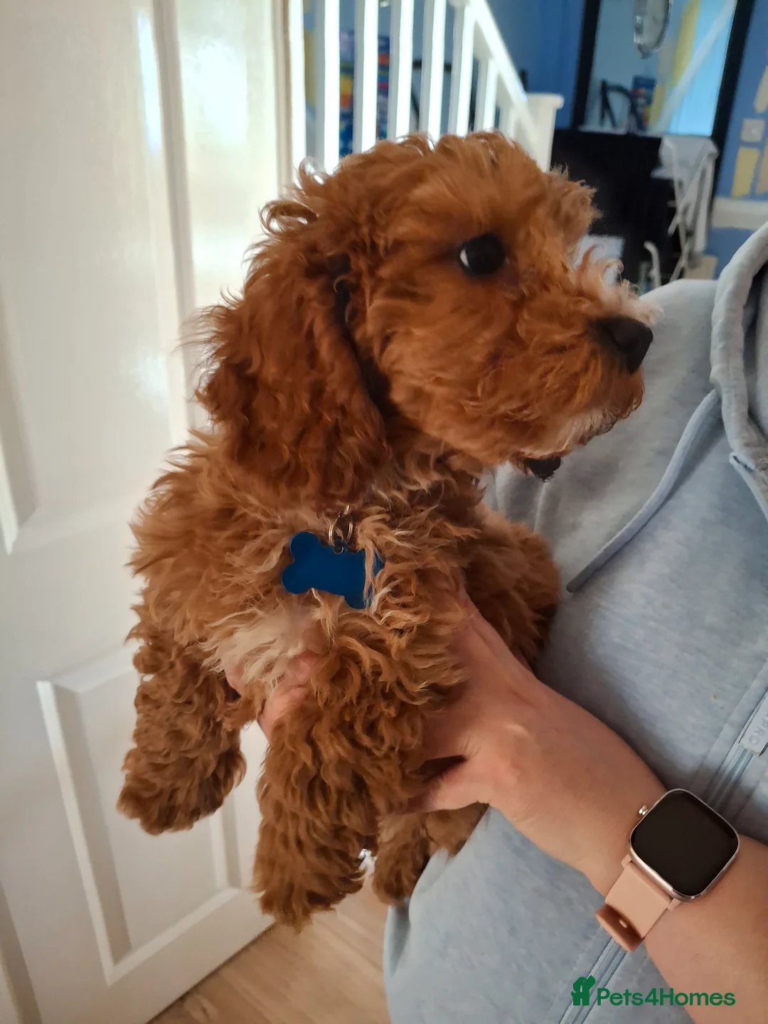 Cavapoochon dogs for sale: Male Cavapoochon (12 weeks 4 days) - Advert 2