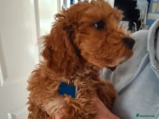 Cavapoochon dogs Male Cavapoochon (15 weeks 3 days) - Advert 1