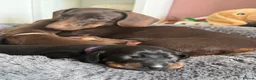 Miniature Dachshund dogs for sale: Dachshund mini puppies  in Hastings - Advert 24