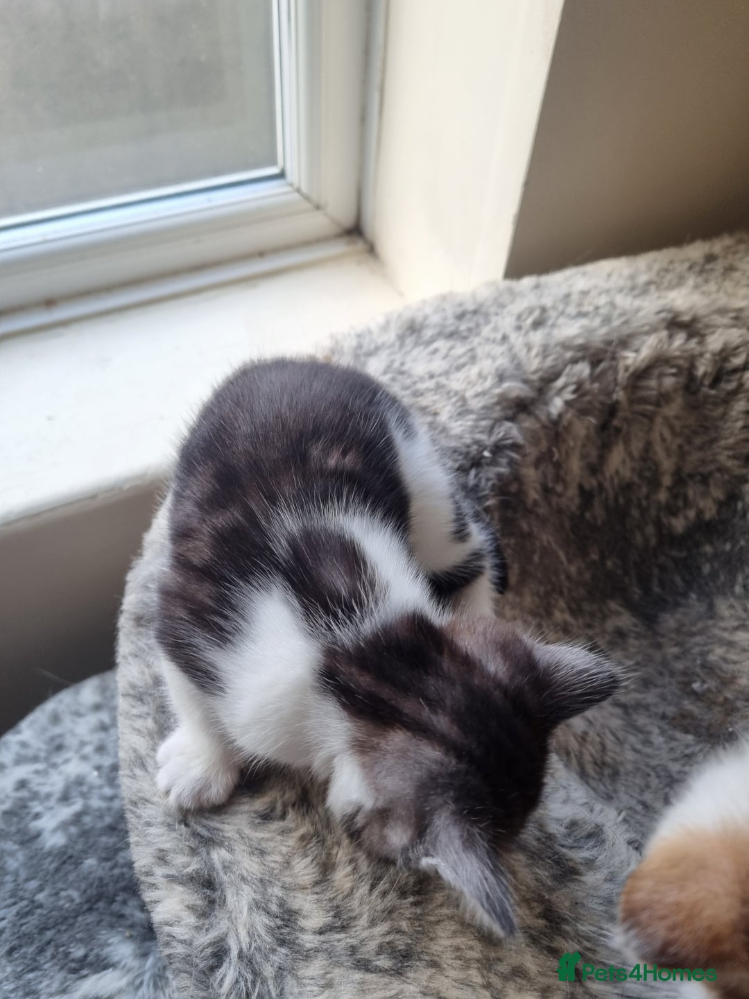 Mixed Breed cats for sale: Ghost tabby cat - Advert 5