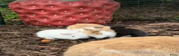Mini Lion Lop rabbits for sale: Beautiful mini lion lop bunnies  in Stafford - Advert 7