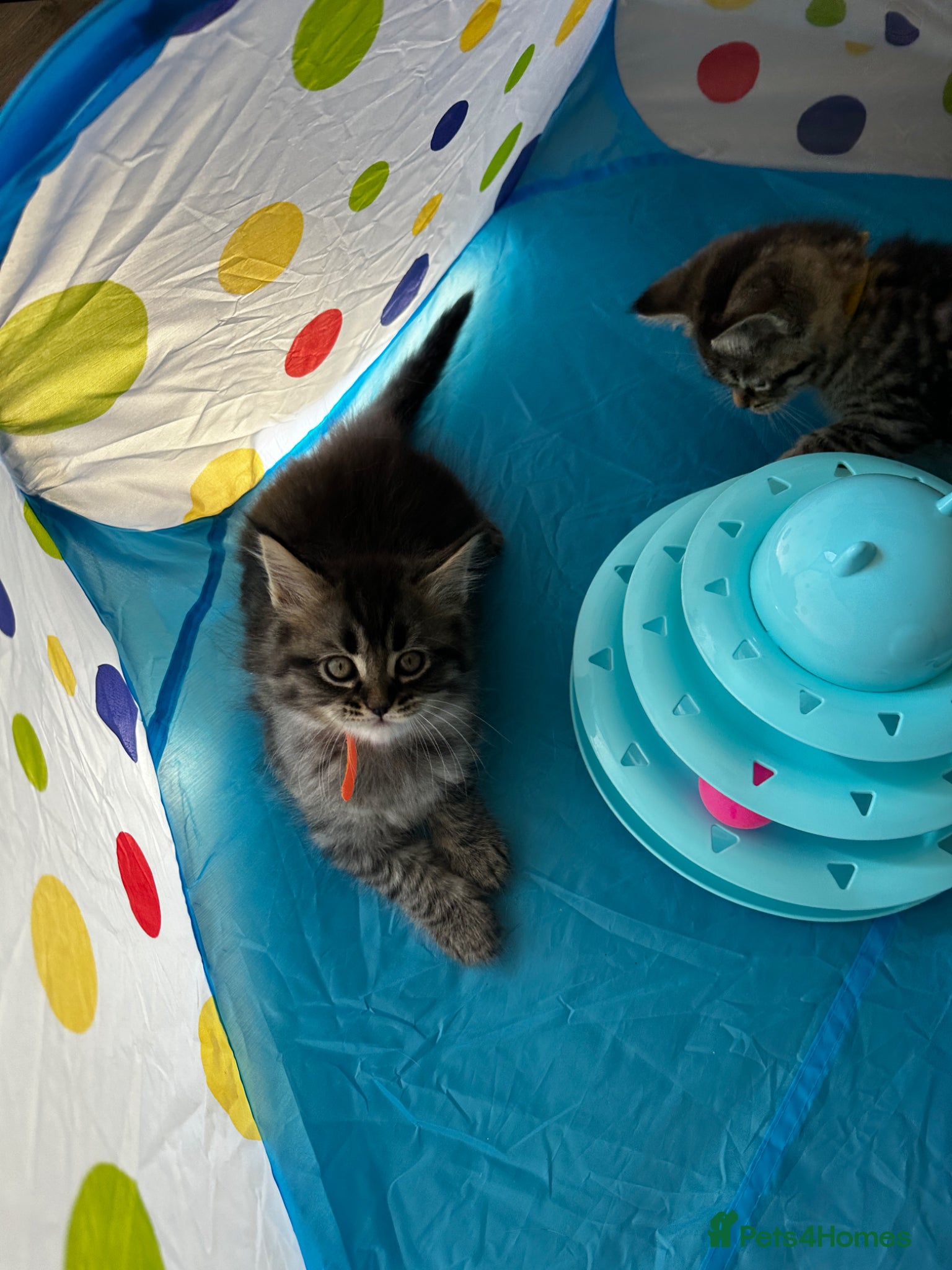 Mixed Breed Kitten 1 (Orange)