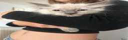 Ragdoll cats for sale: Ragdoll Boy - Advert 3