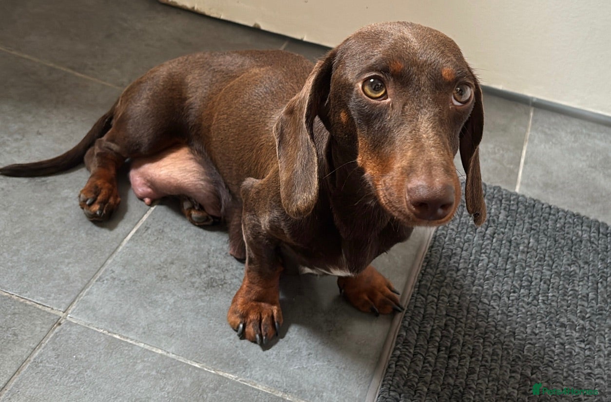 Miniature Dachshund dogs Beautiful Mini Dachshund Puppies  - Advert 1