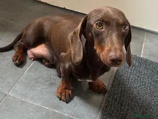 Miniature Dachshund dogs Mini Dachshund Puppies - Advert 3