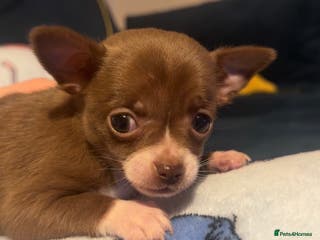 Chihuahua dogs Chihuahua puppies for sale - Advert 1