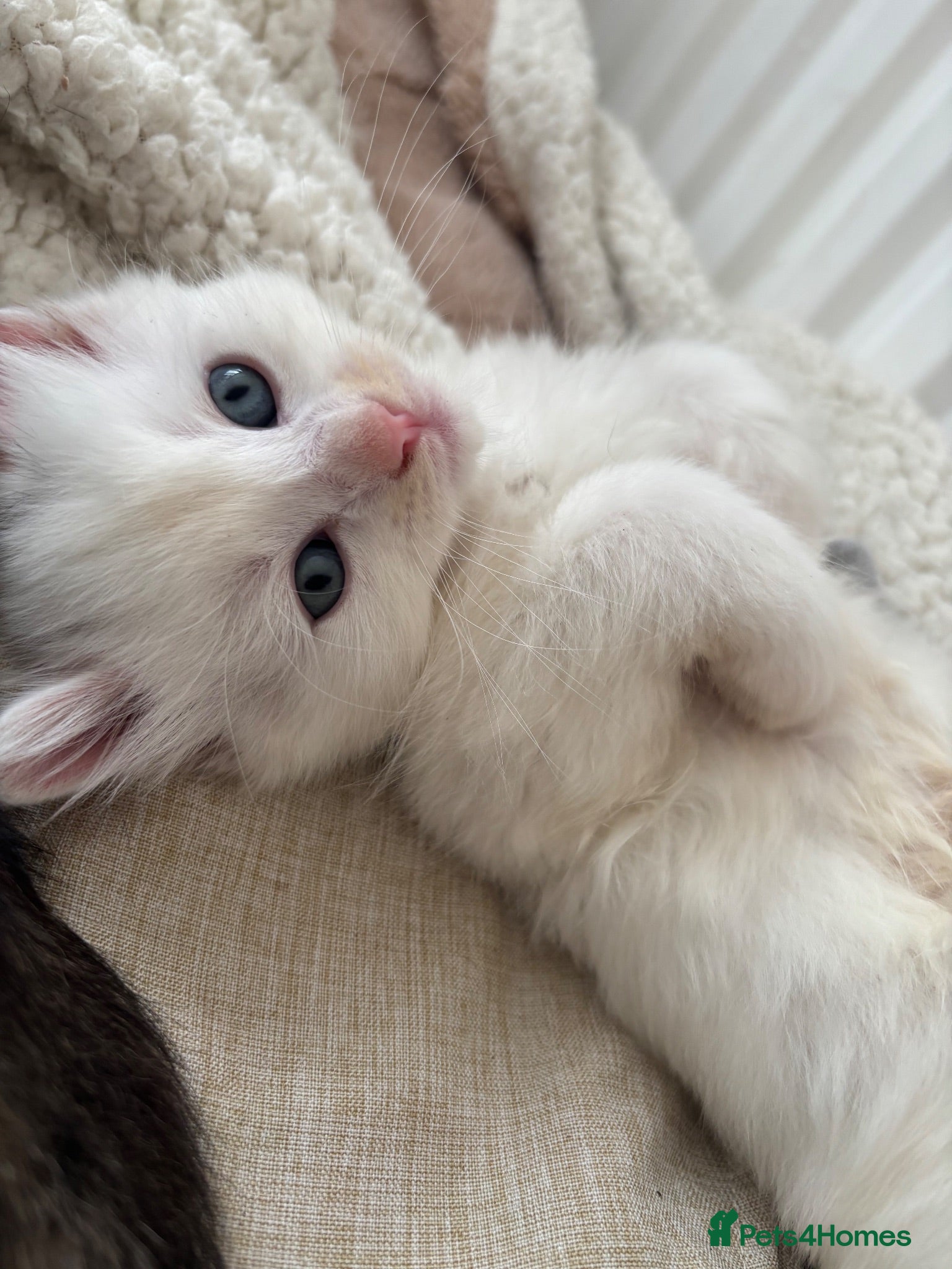 Mixed Breed cats Kittens  - Advert 2