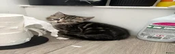 Mixed Breed cats for sale: 2 kittens ready to leave🤍 - Advert 1