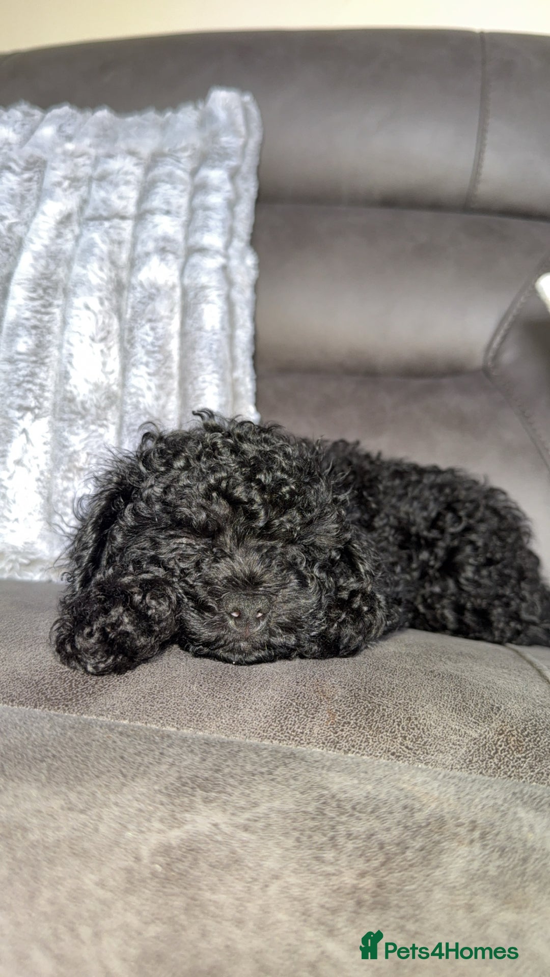 Miniature Poodle dogs for sale: Miniature poodle  - Advert 2