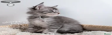 🩶 Indy – Grey Collar Boy