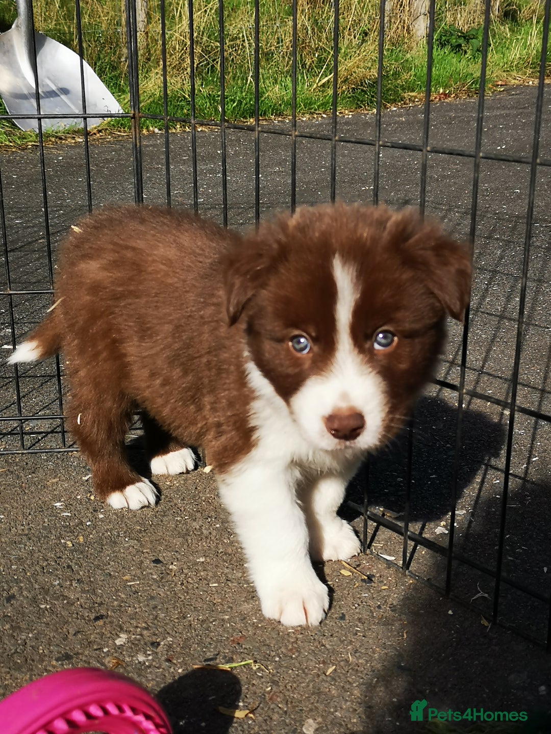 Border Collie dogs for sale: Stunning Fluffy Border Collies Puppies for Sale - Image 17