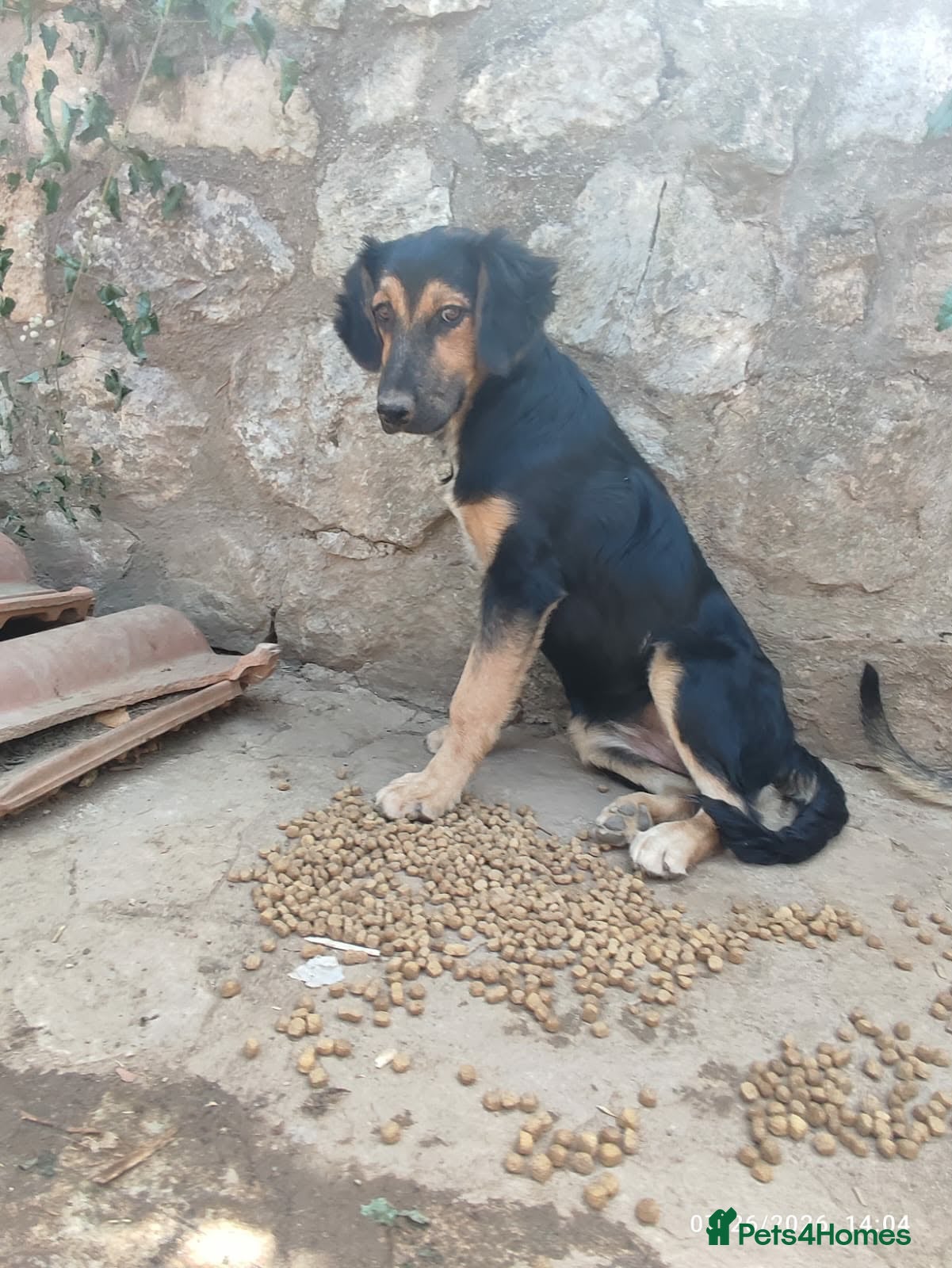Mixed Breed dogs Mika 5 months small medium Macedonia rescue  - Advert 20