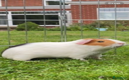 Guinea Pig rodents for sale: Wiggie Guinea pig - Image 3