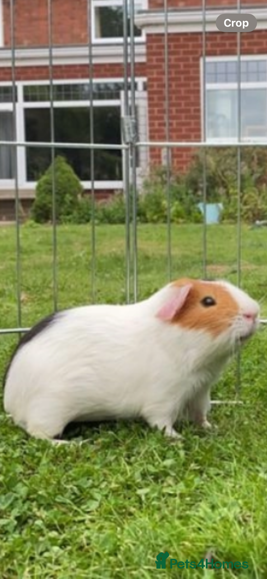 Guinea Pig rodents for sale: Wiggie Guinea pig - Image 3