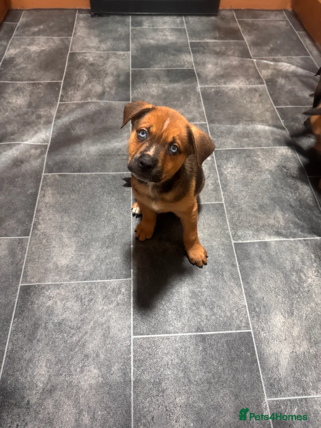 Mixed Breed dogs for sale: RARE BLUE EYE Sholly  ** tiff x Husky  - Advert 21