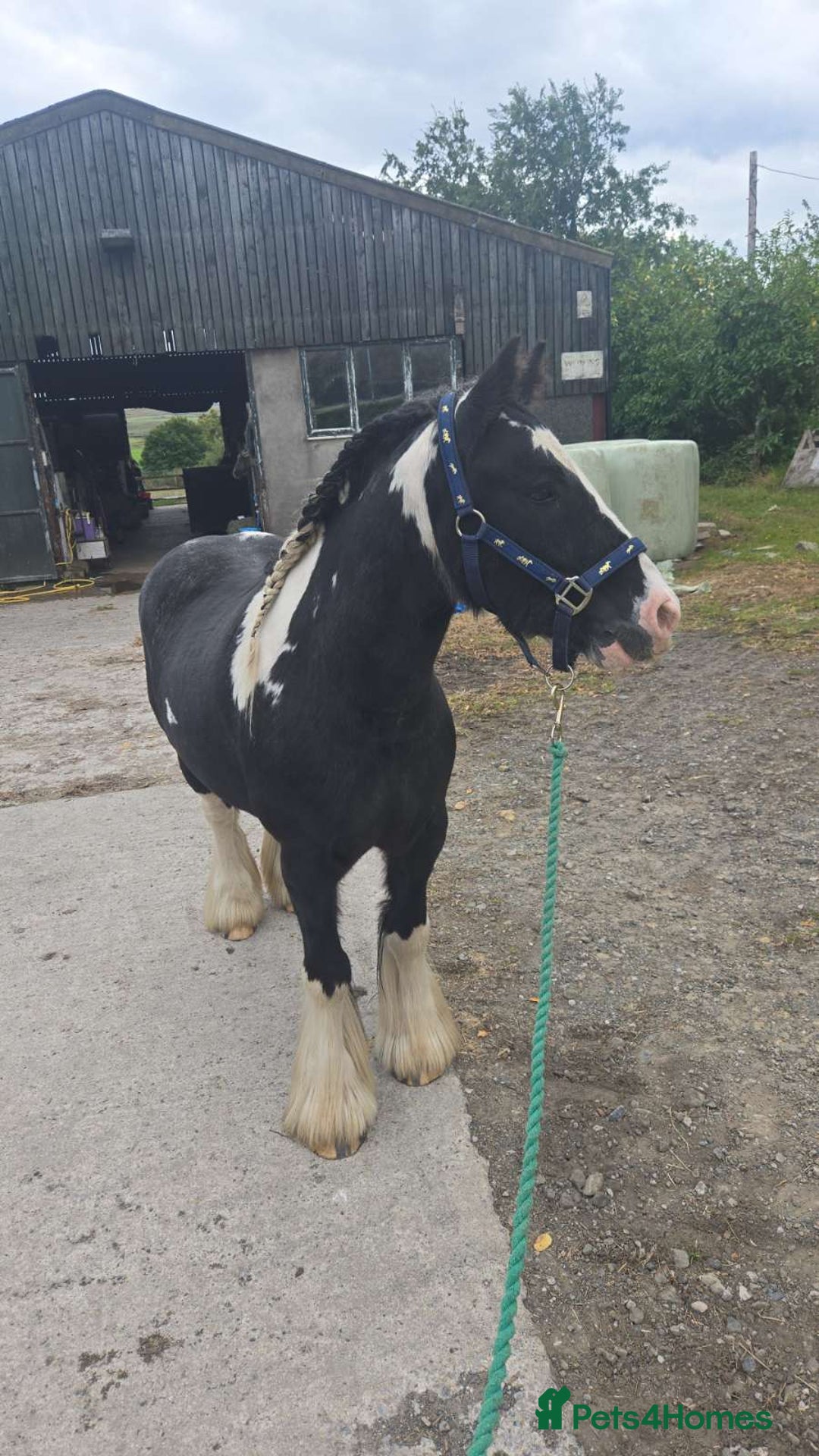 Irish Cob horses for sale: Tucker  - Image 5