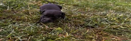Italian Greyhound dogs for sale: KC Registered Italian Greyhounds Puppies - Advert 8