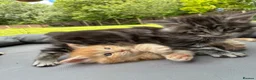 Maine Coon cats for sale: Maine coon  - Advert 2