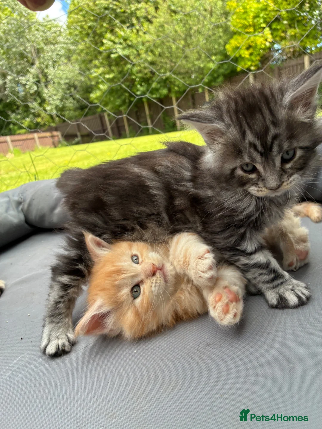 Maine Coon cats for sale: Maine coon  - Advert 2