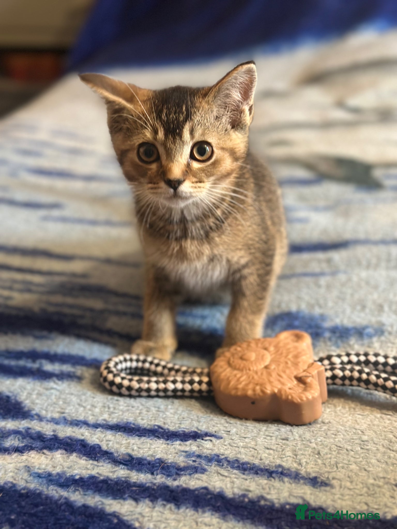 British Shorthair cats Beautiful BSH kittens - Advert 14