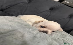 Chihuahua dogs for sale: Puppies chihuahuas 1 boy and 2 little princesses  - Image 31