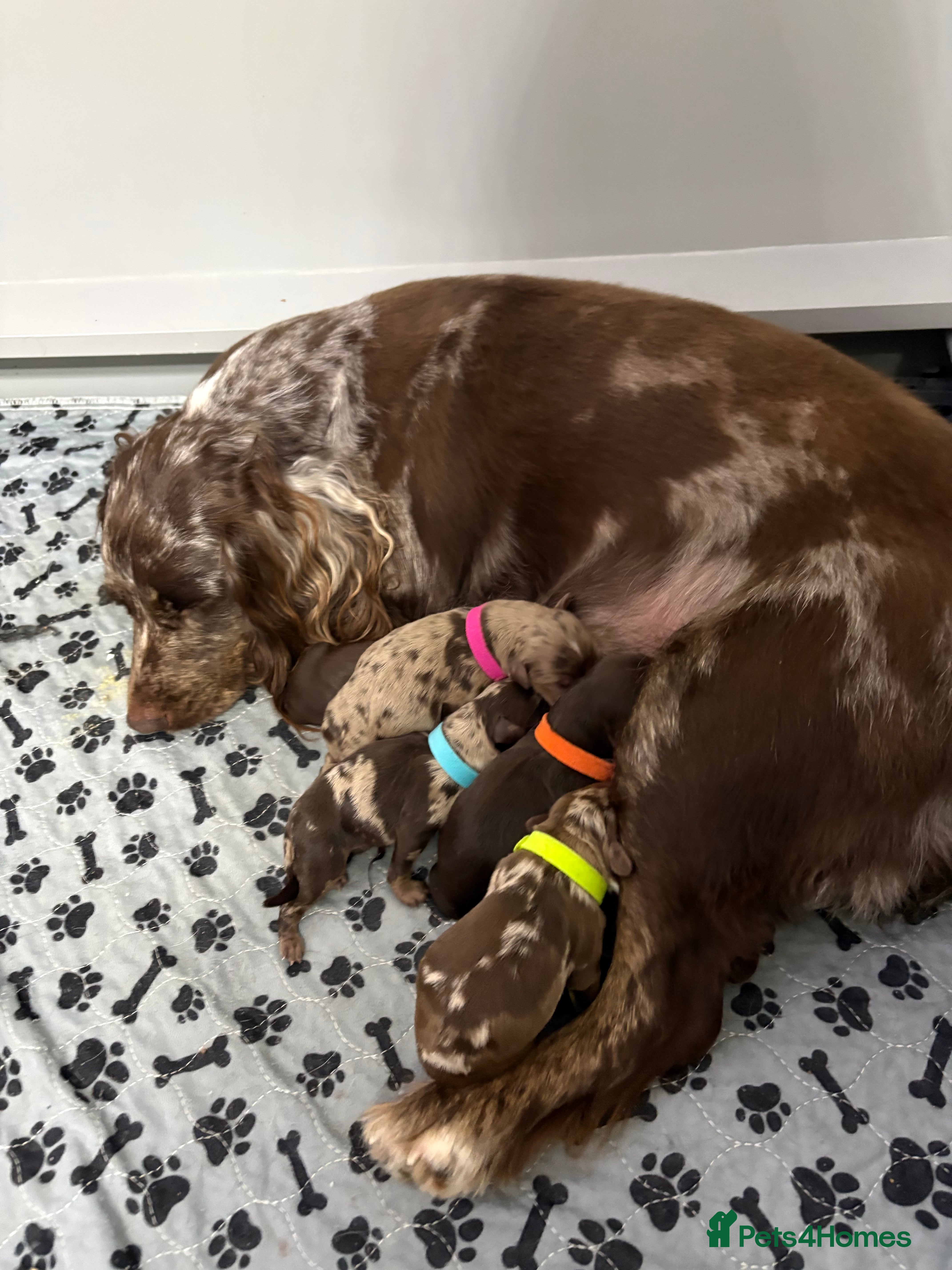 Cockapoo dogs Cockapoo puppies  - Advert 15