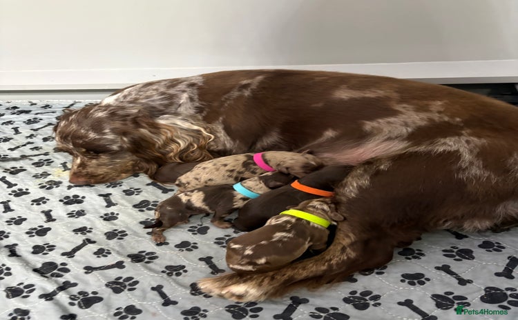 Cockapoo dogs Cockapoo puppies  - Advert 16